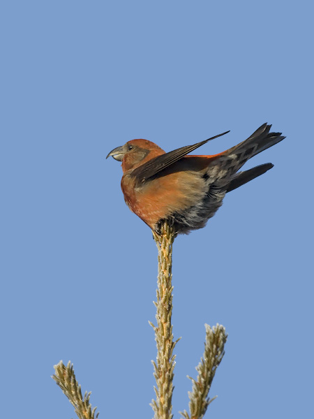 Pikkukäpylintu, Red Crossbill, Loxia curvirostra